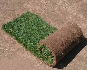 Рулонный газон оптом в большом объеме