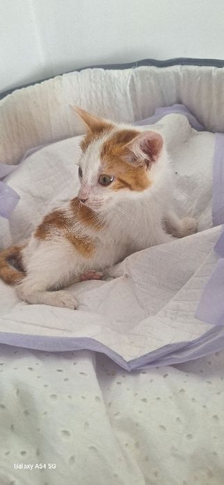 Красивый котенок  в добрые руки