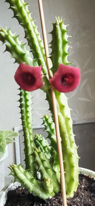 Колеус и стапелию продаю.