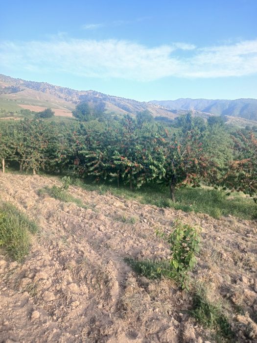 Тошкет вил Паркент туман Санганак  да 5-10 сотх ли ер сотилади