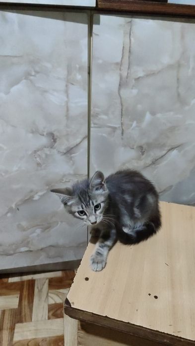 Отдам котят в добрые руки