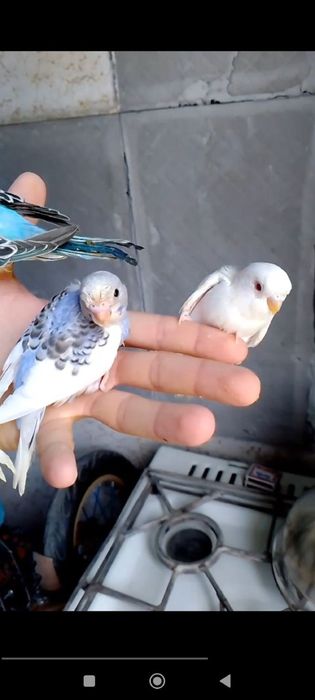 Ruchnoy papugaylar sotiladi
