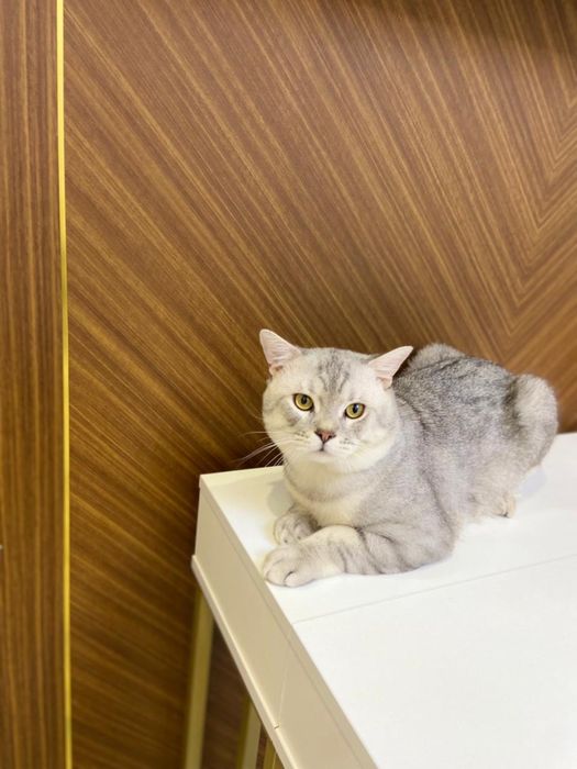 Отдам Шотландского Кота в добрые руки