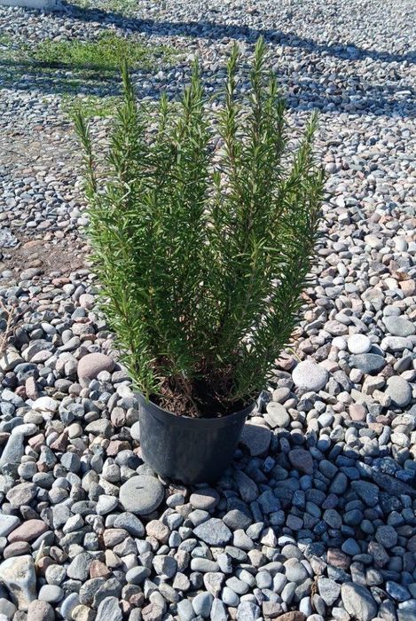 Саженцы деревьев, кустарников, цветы,.Из лучших питомников Узбекистана