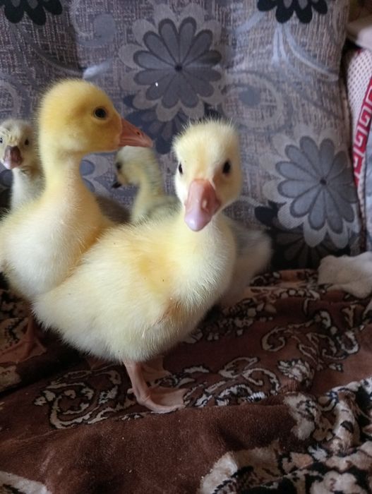 Продам  недельных гусят.