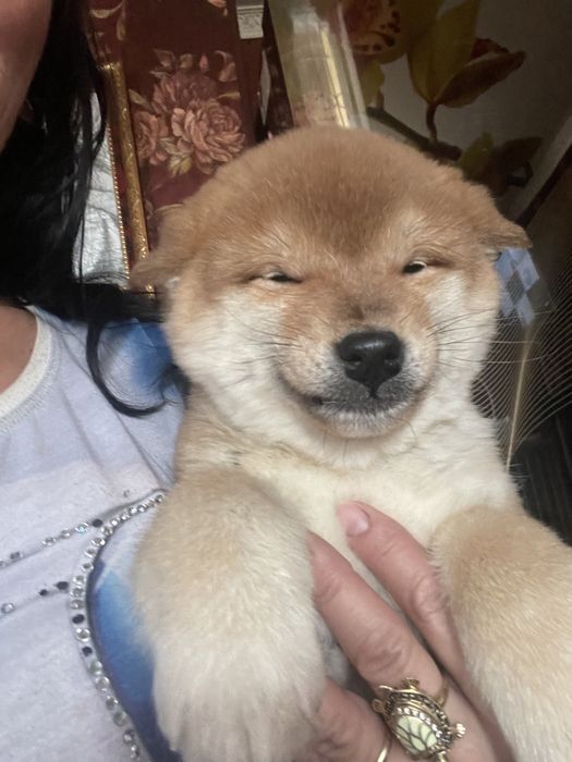 японские сибы разного окраса