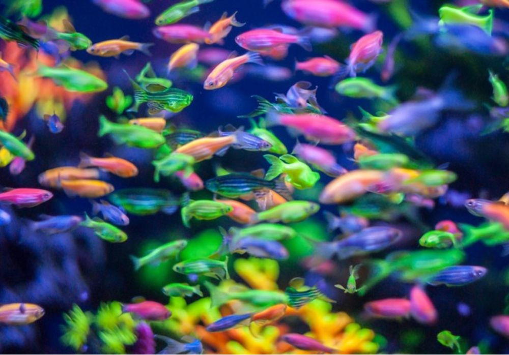 Danio akvarium baliqlar, Данио аквариумная рыба