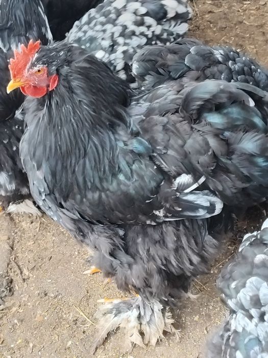 Vand pasari cocoși  brahma porțelan cochinchina  urias bobat