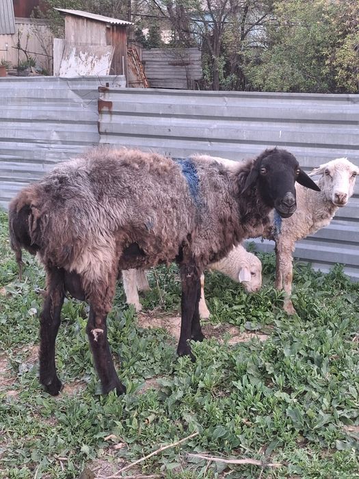 Срочно продам срочно