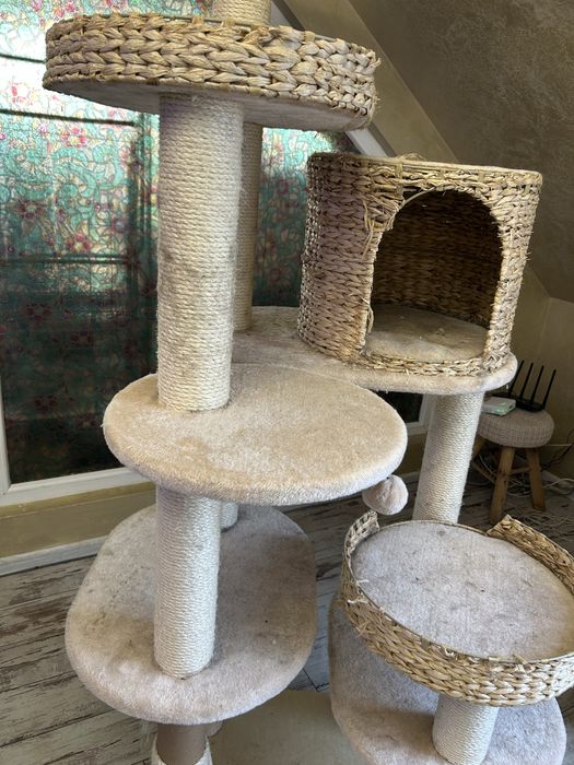 Голяма драскалка за котки