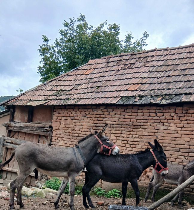 Lapte de măgăriță