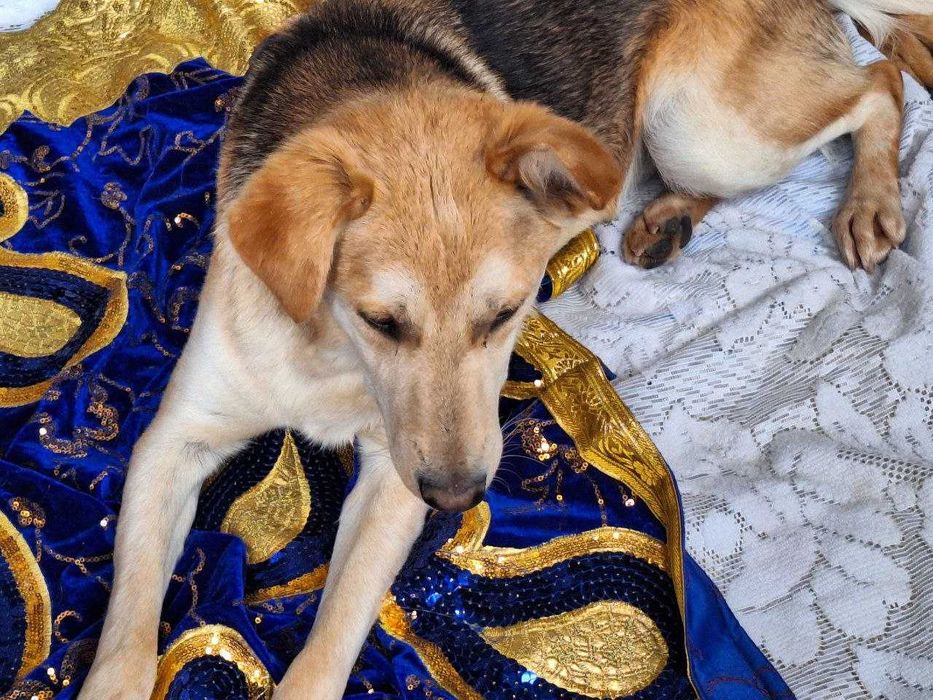 Пристраивается девочка Соня, только в ответственные ручки