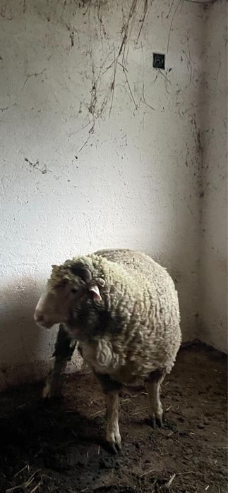 Berbec metis Merinos de Palas cu Ile de France