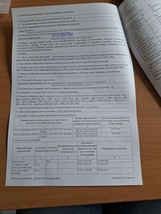 Семена красного нута