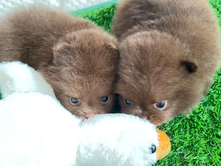 Померанские мини шпицы, окрас шоколадный