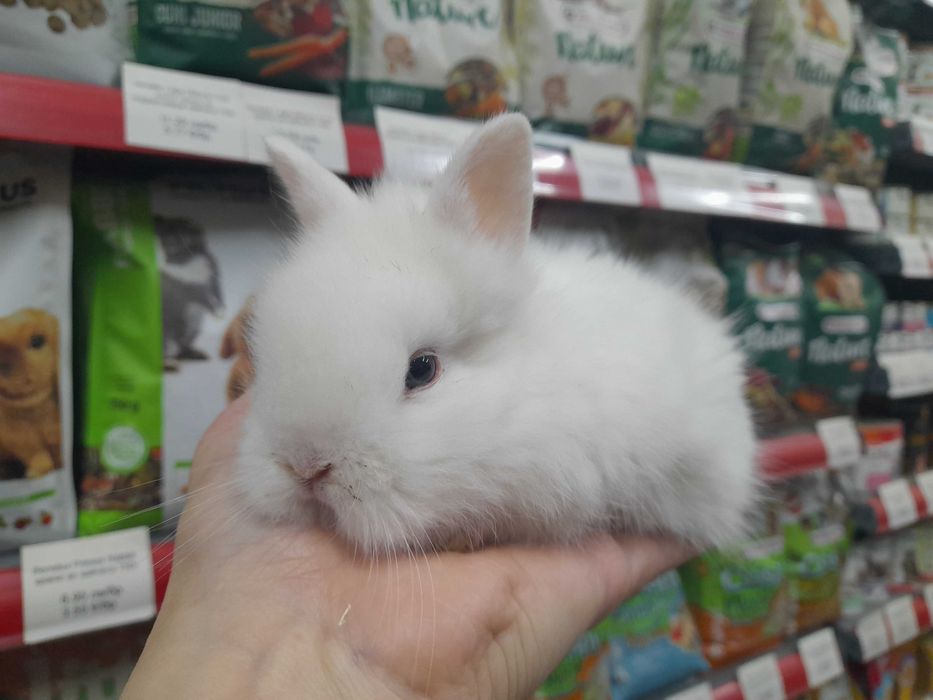 Декоративни мини зайчета