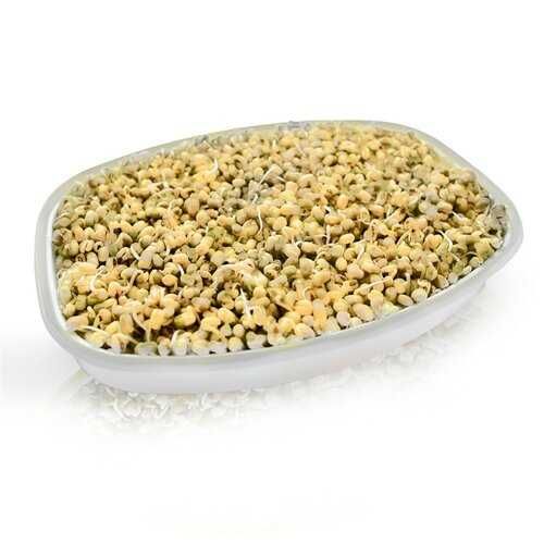 Tavita de germinat seminte si microplante