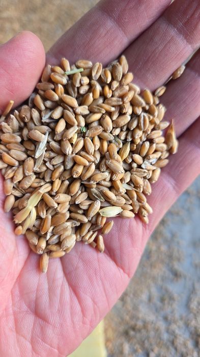 Экспорцет  семена тұқым