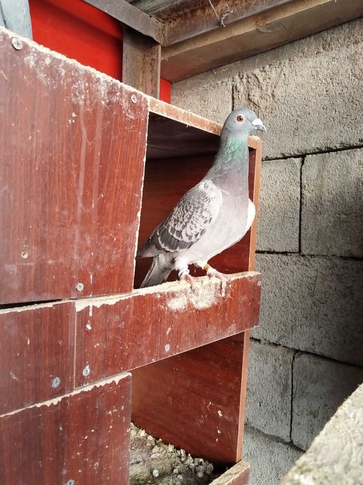 Продам голубей..