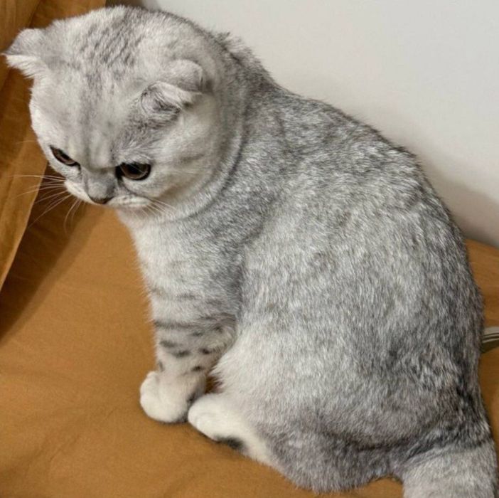 Вязка хизмати! Эркак мушук Барсик киз мушукларни учрашувга таклиф этад