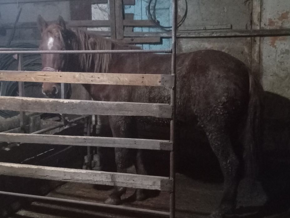 Құнан 2,5 жас бойы 1,56 сатылады