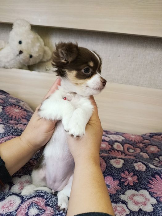 Срочно Чихуахуа девочка