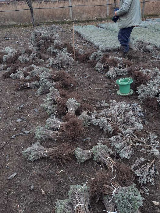 Разсад лавандула .