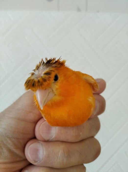 Канарейка (Кенор)   хохлатый поющий самец