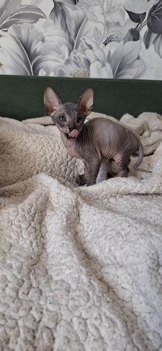 Канадский сфинкс котодетки