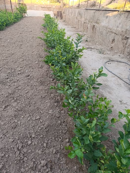 Limon kuchatlari