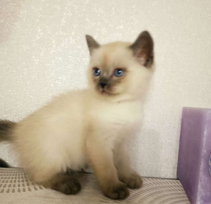 Ragdoll puiut fetita