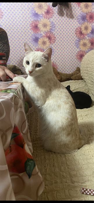 Срочно кот пропал