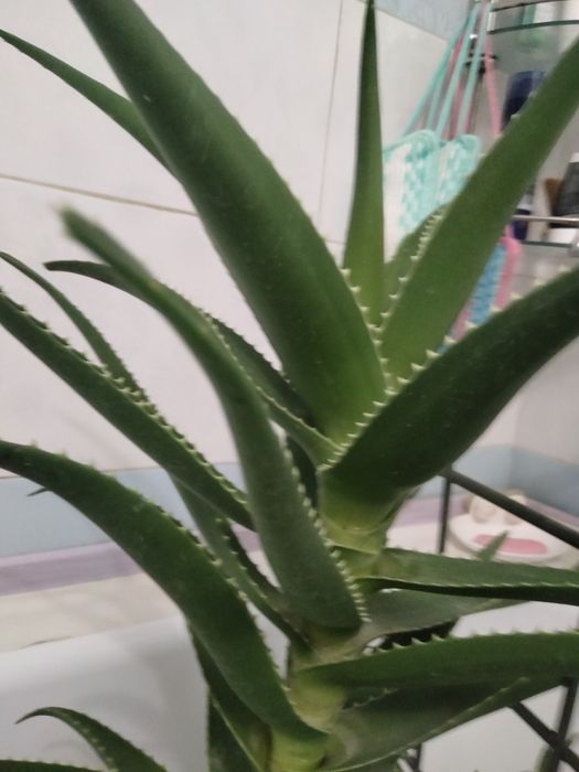 Продам алоэ пятилетний