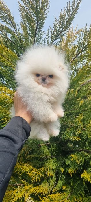 Померан померанче женско