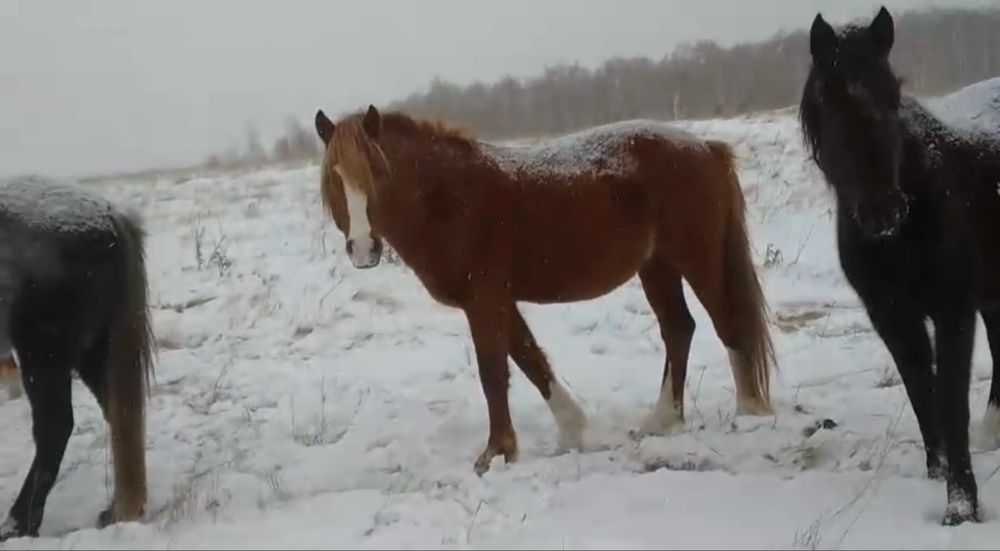 Продам табун лошадей