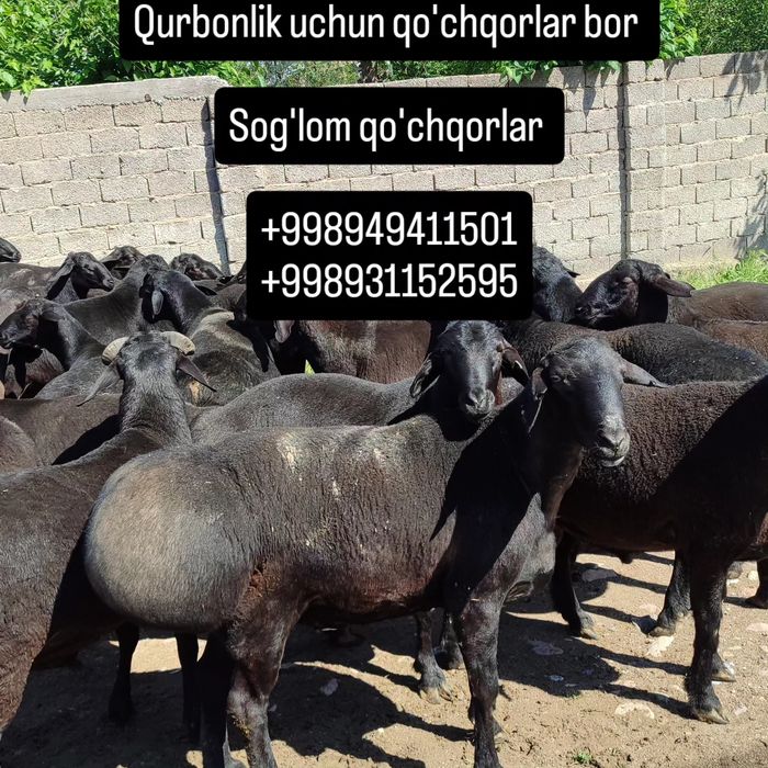 Qo'chqorlar sotiladi
Toza go'shtiga 155 000 d