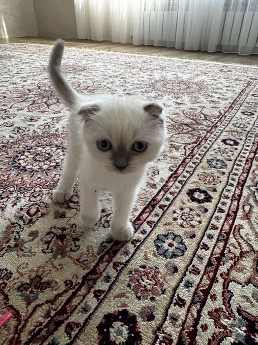 Котенок маргау кошка