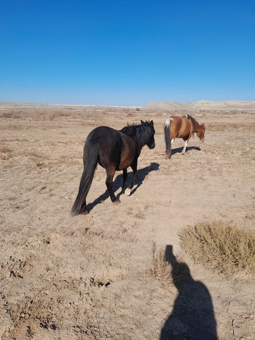 Екі ту бие сатылады