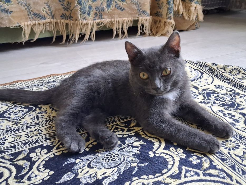 Отдам котенка в добрые руки