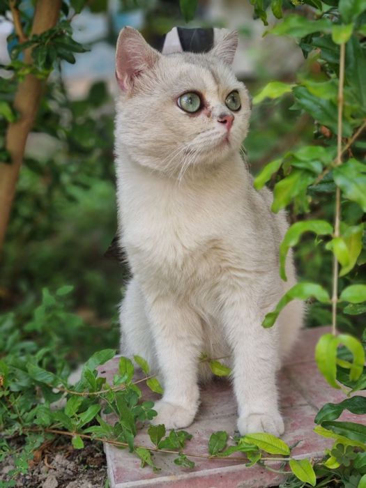 Вислоухи и страйт котята, один шиншилла