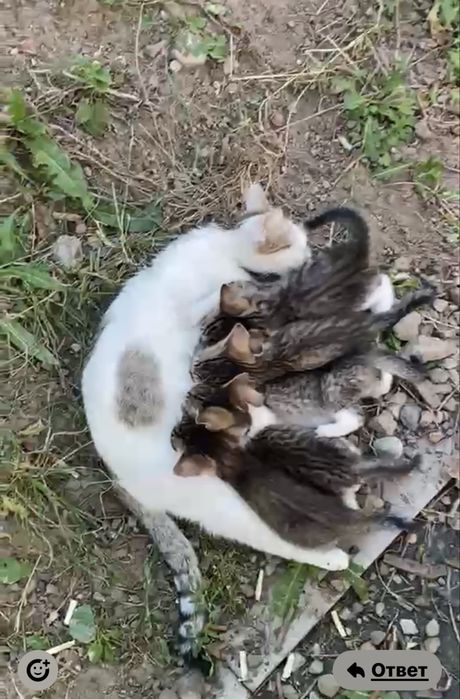 Отдам котят в добрые руки!