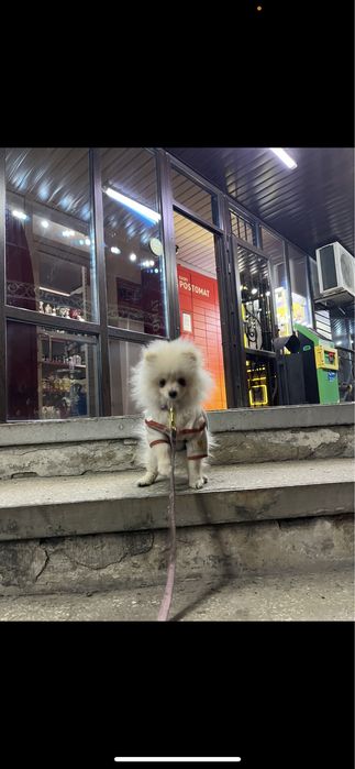 Шпиц город талдыкорган