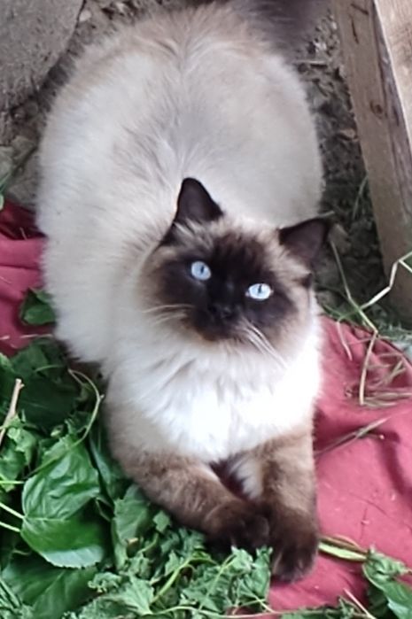 Продаются котята  Балинезийской кошки