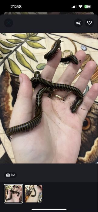 Кивсяки билайны