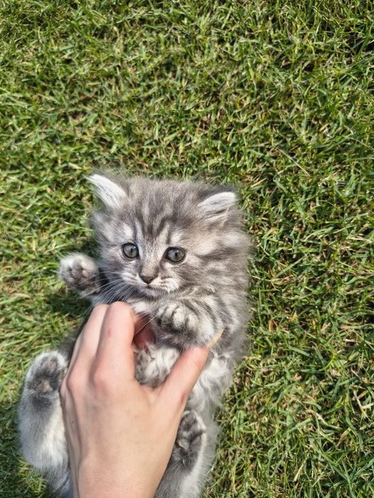 Продам двух котят по 10000