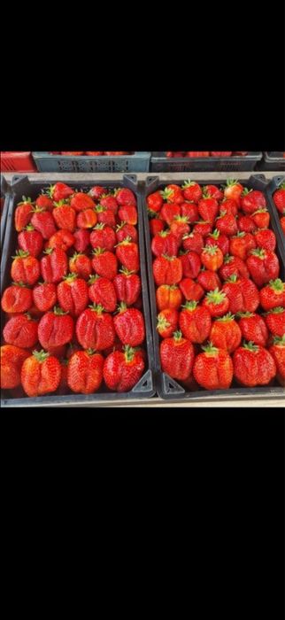 Продавам расад ягоди и малини качествен расад
