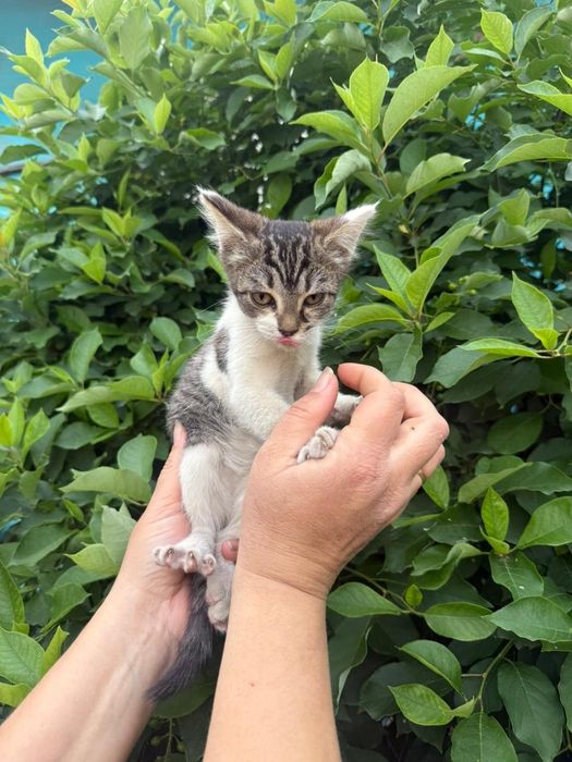 Отдадим котят бесплатно