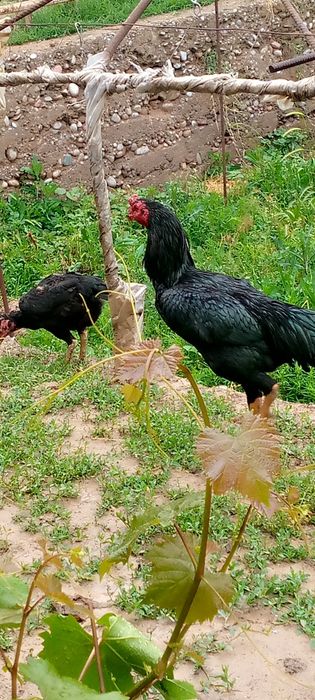 Дакан хороз сотилади тулак