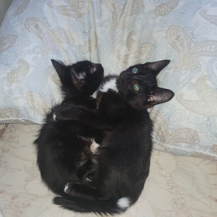 Отдам котиков в добрые руки