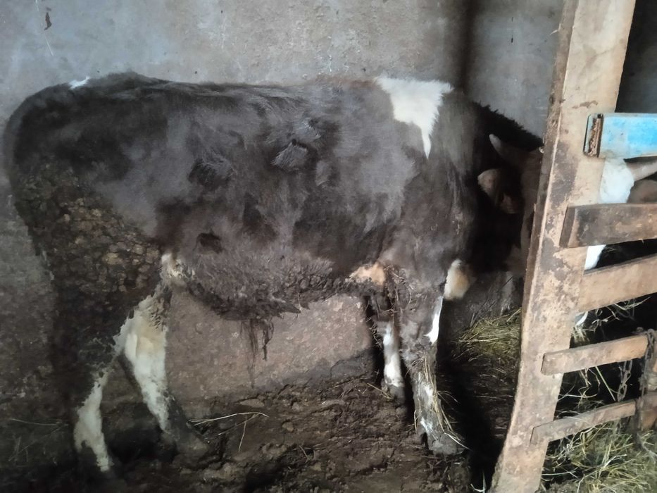 Продам КРС Быки с откорма